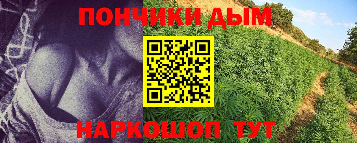 Конопля сатива Дербент